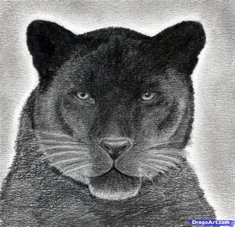 drawing of a panther|realistic panther drawing.